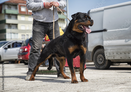 Dog breed rottweiler