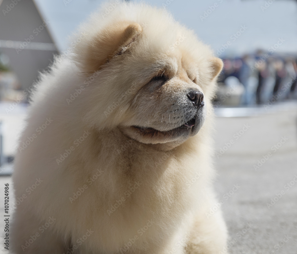 Dog breed chow chow Dog breed chow chow