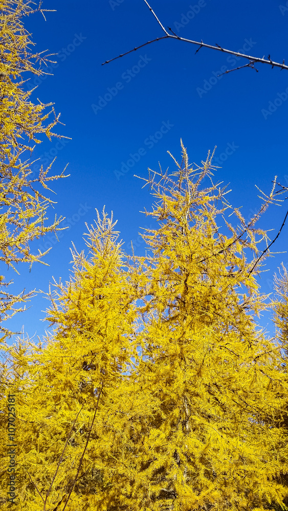 Fototapeta premium larches in autumn