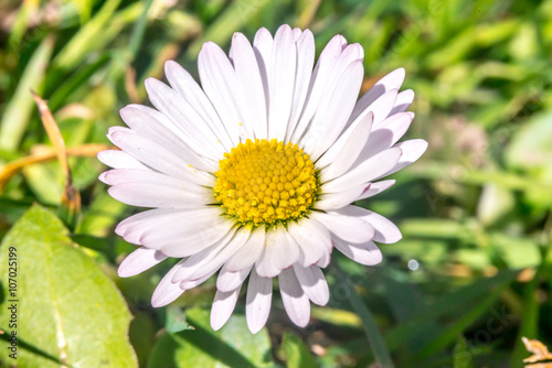 Daisy flower  Bellis perennis  early spring macro  Slovakia