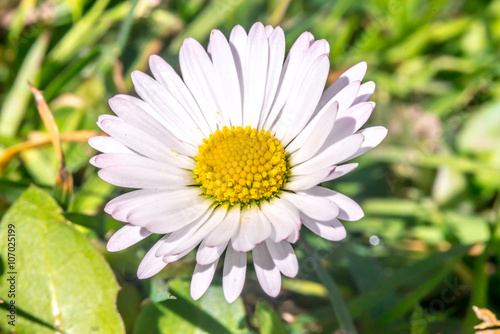 Fototapeta Naklejka Na Ścianę i Meble -  Daisy flower (Bellis perennis) early spring macro, Slovakia