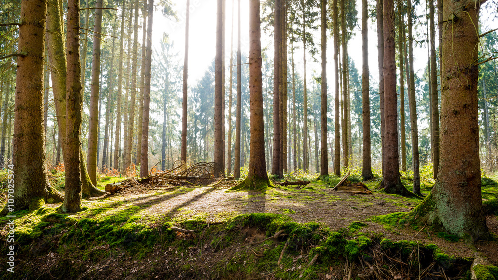 Obraz premium Sunrise in the forest
