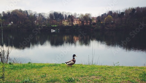 Duck walking riverside - ticino Italy