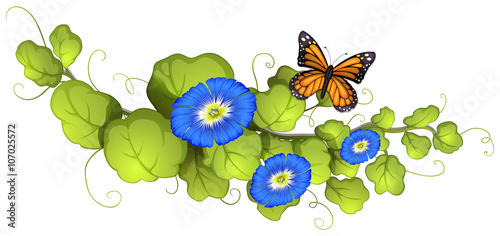 Morning glory and butterfly