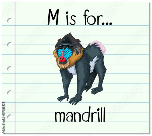 Flashcard letter M is for mandrill photo