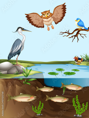 Birds and fish by the pond