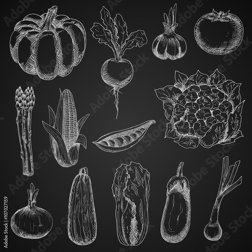 Farm vegetables chalk sketches set
