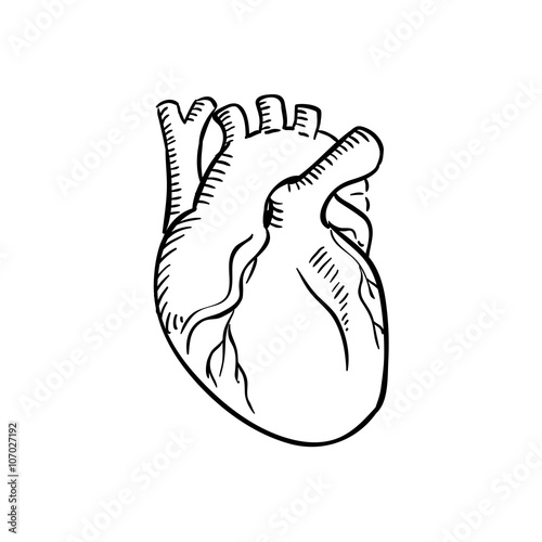 Isolated human heart outline sketch