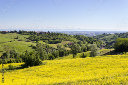 Yellow colors in Monferrato hills  Italy