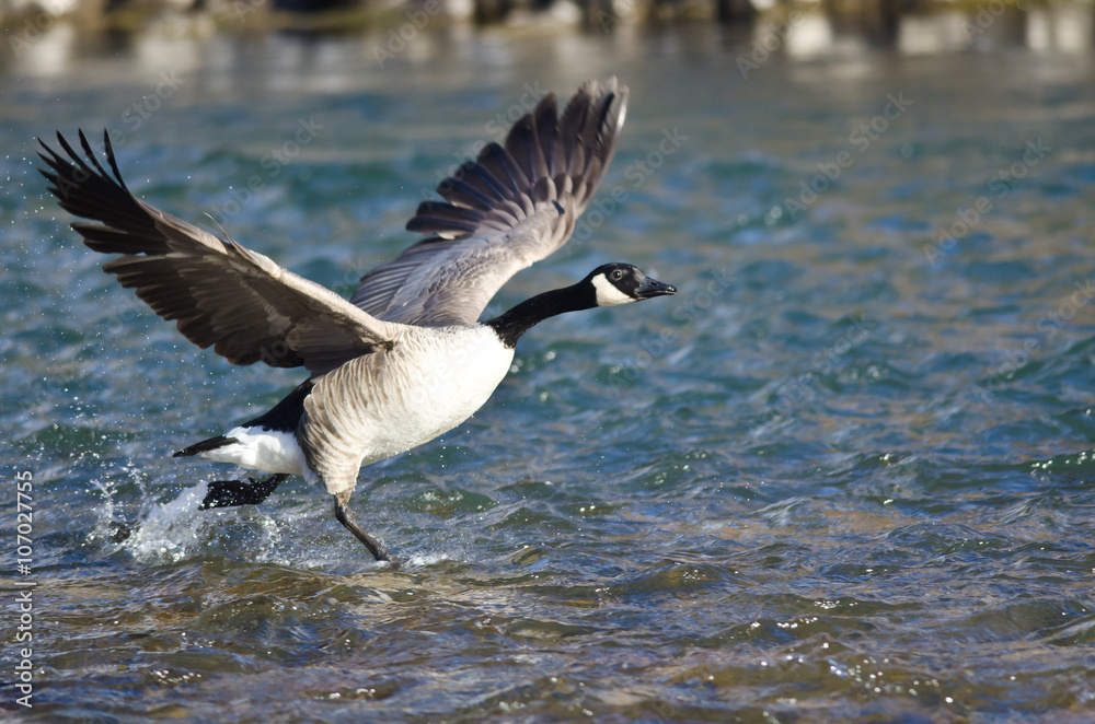 Canada Geese Taking to Flight from the River Canada Geese Taking to Flight from the River