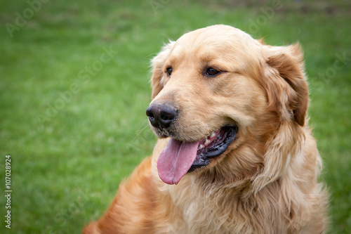 Golden retriever dog © Philip Steury