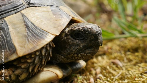 Testudo hermanni turtle hiding in armour 4K 2160p UltraHD footage - Testudo graeca slowly eating grass and hiding 4K 3840X2160 UHD video 