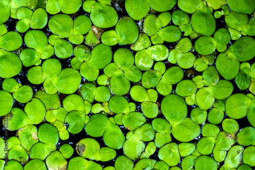 Macro of duckweed