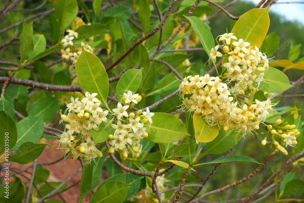 Fragrant yellow flowers (Fragraea fragrans Roxd.). Fragrant yellow flowers (Fragraea fragrans Roxd.).