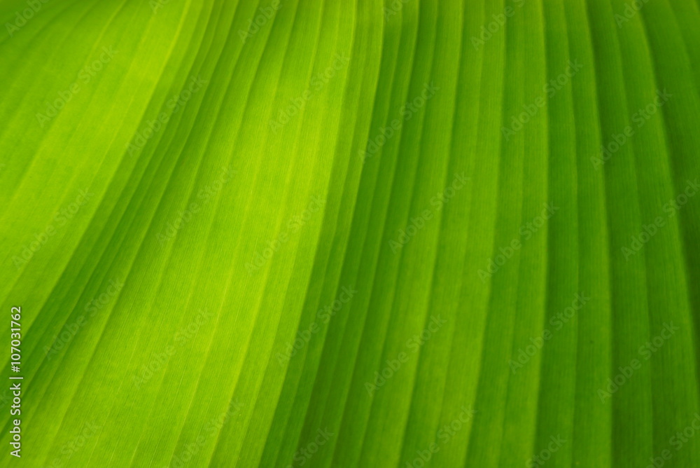 green banana leaf close up soft focus, nature background and wallpaper green banana leaf close up soft focus, nature background and wallpaper