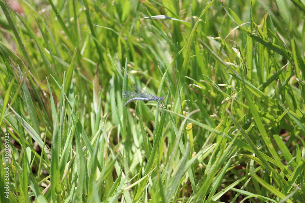 Dragonfly On Blade Of Grass 