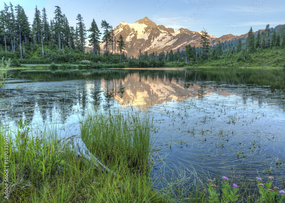 Picture Lake Grass and Mt. Shuksan