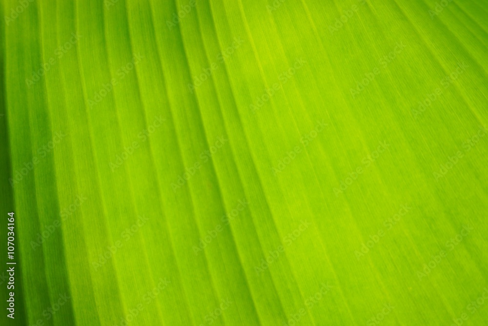 green banana leaf close up soft focus, nature background and wallpaper green banana leaf close up soft focus, nature background and wallpaper