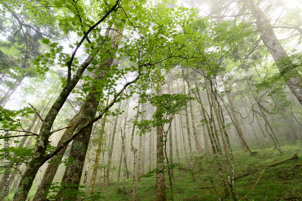 Obraz premium 森の木漏れ日