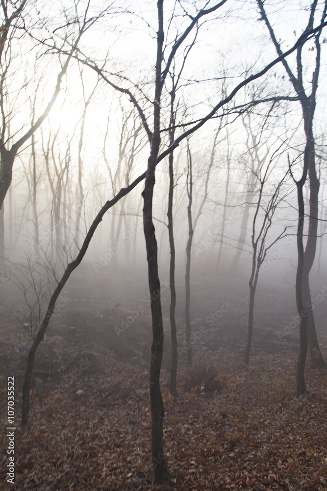 Obraz premium Fog in the wood