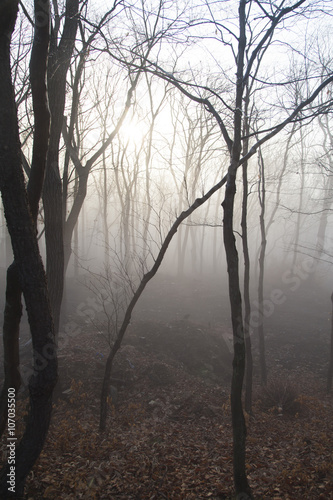 Fog in the wood