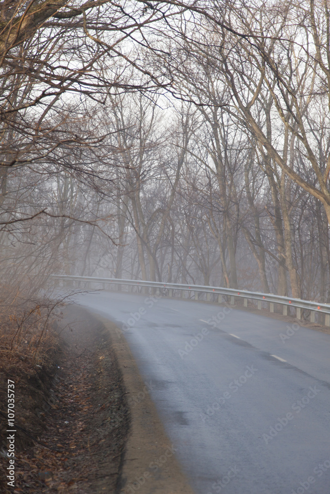 Obraz premium Fog in the wood