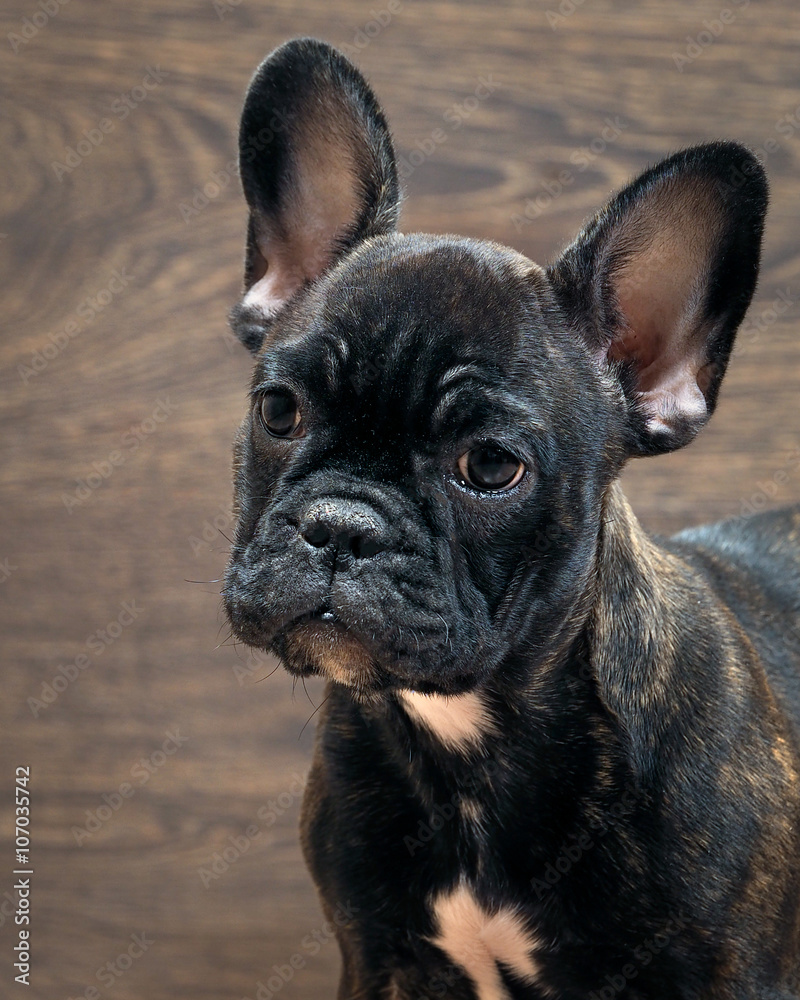 French bulldog puppy. Puppy black. Big dog muzzle. Thoroughbred elite puppy