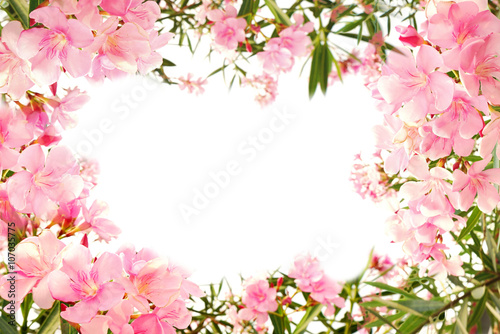 beautiful pink flower border on white isolated background with space for text © doucefleur