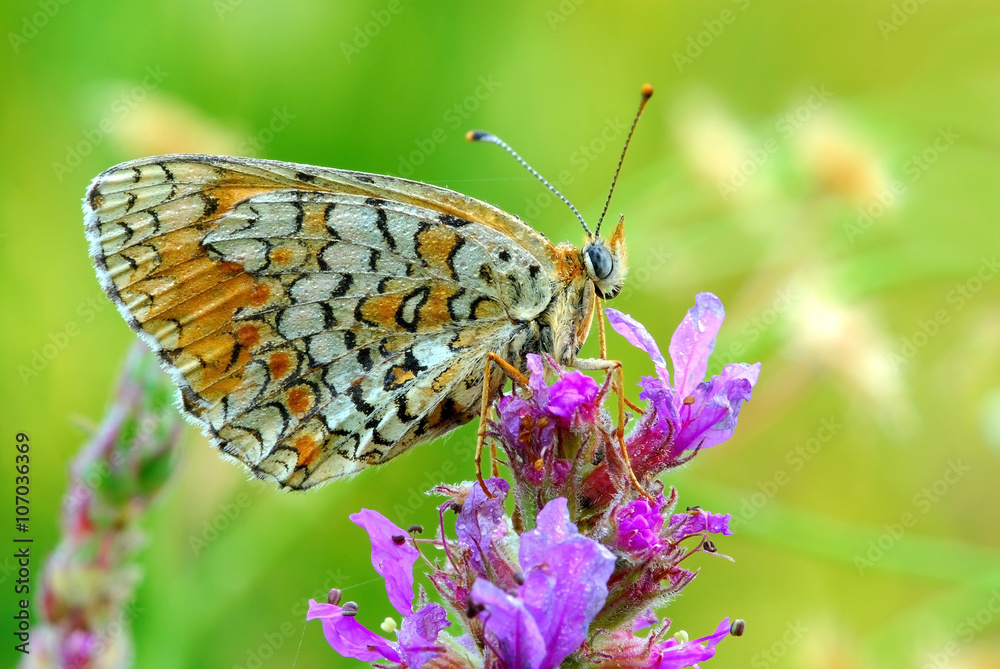 Obraz premium Бабочка на цветке