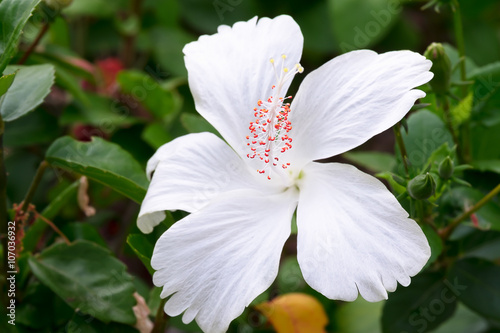 Background of white  Hibiscus rosasinensis photo