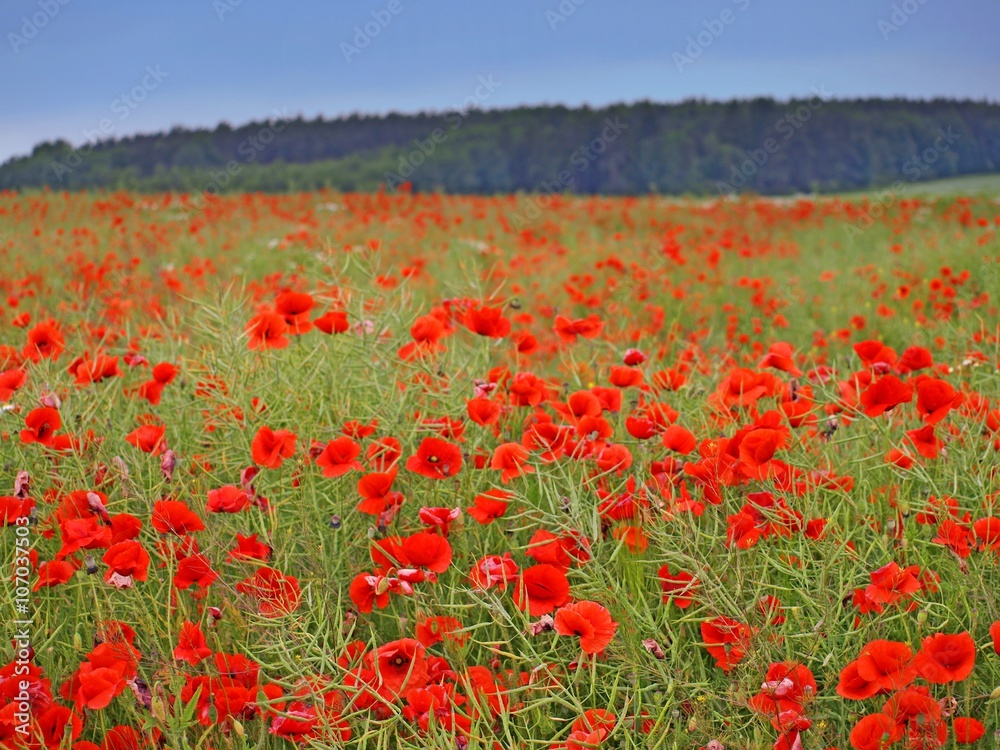 Poppy field. Landscape with red poppy field and blue sky. Poppy field. Landscape with red poppy field and blue sky.