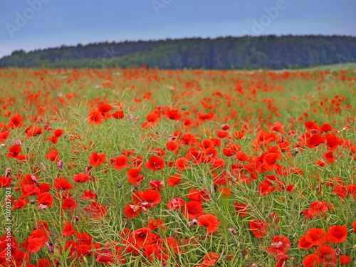 Poppy field. Landscape with red poppy field and blue sky.