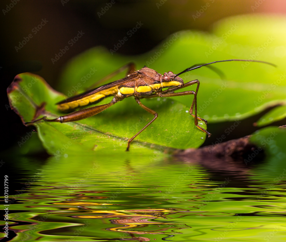 Fototapeta premium Insect on the leaf in the forest