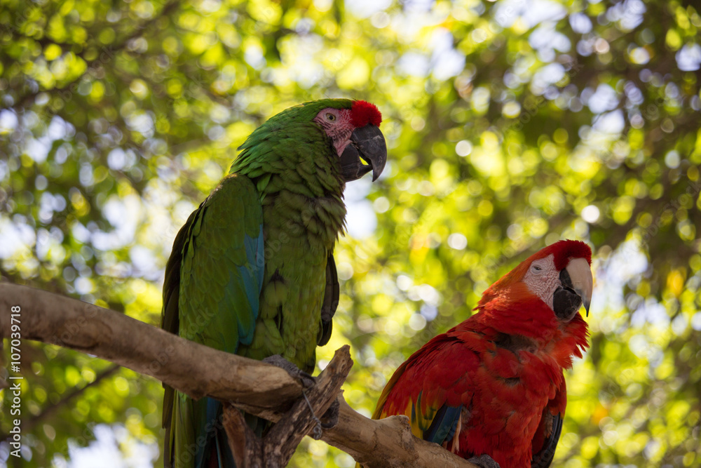 Obraz premium Macaw Bird