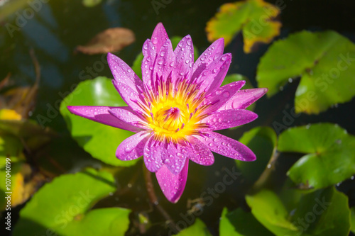 beautiful lotus flower in blooming at sunset