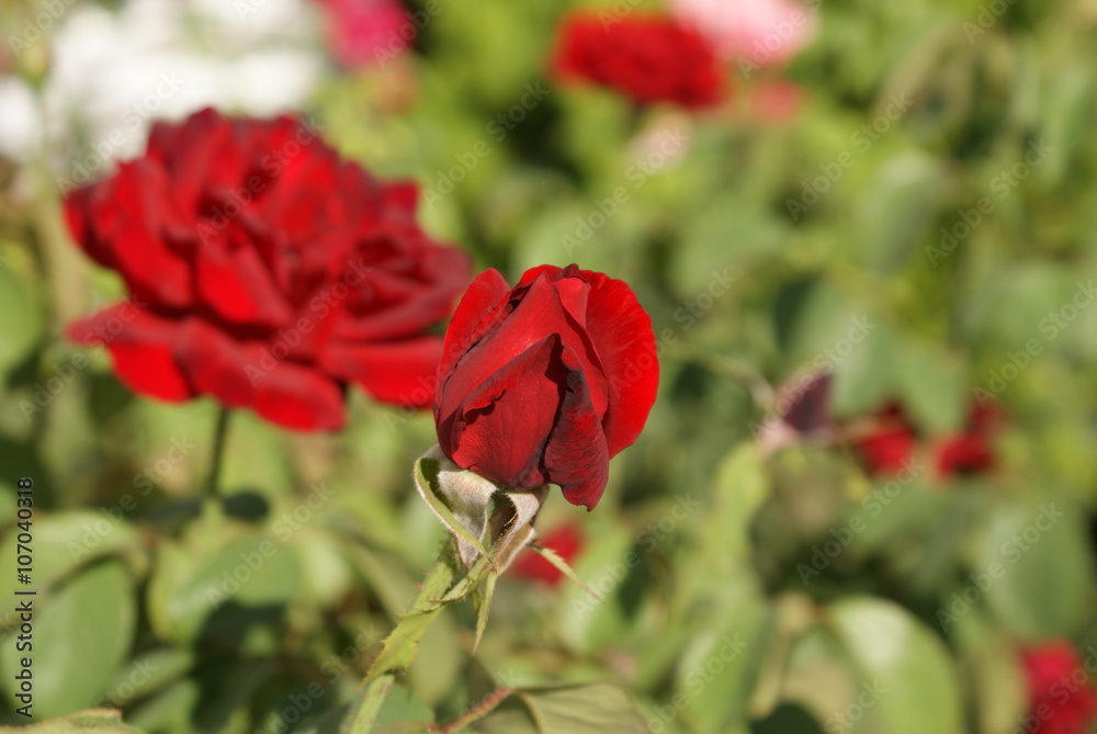 Obraz premium Red roses in rose garden with green leaves. Rose bud. Spring blossom.