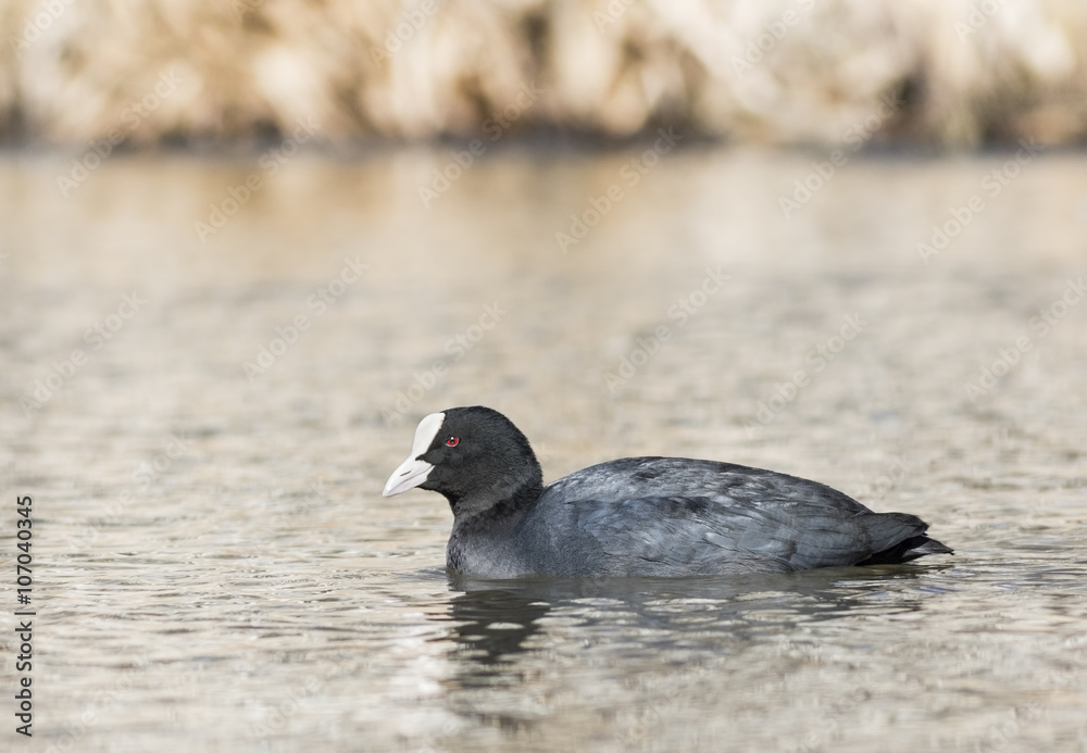Obraz premium Eurasian coot swimming in the lake in spring time