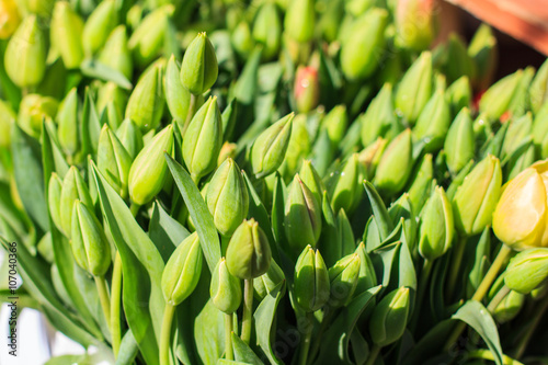 Flower Tulip on Marketplace