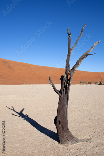 Albero secco nel deserto