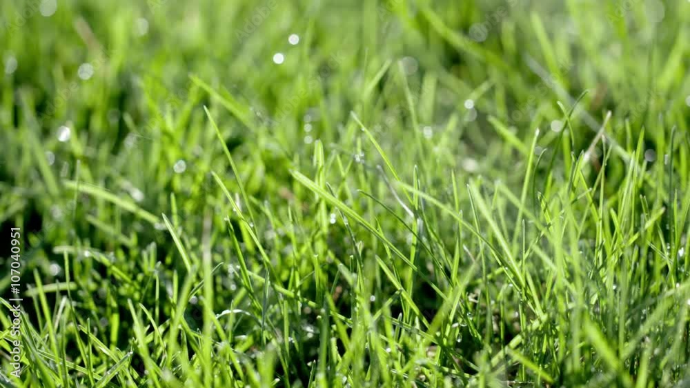 Pan to right, then camera move stops as slanting rain drops fall on grass in slow motion. Shallow depth of field, recorded in 4K at 60fps.