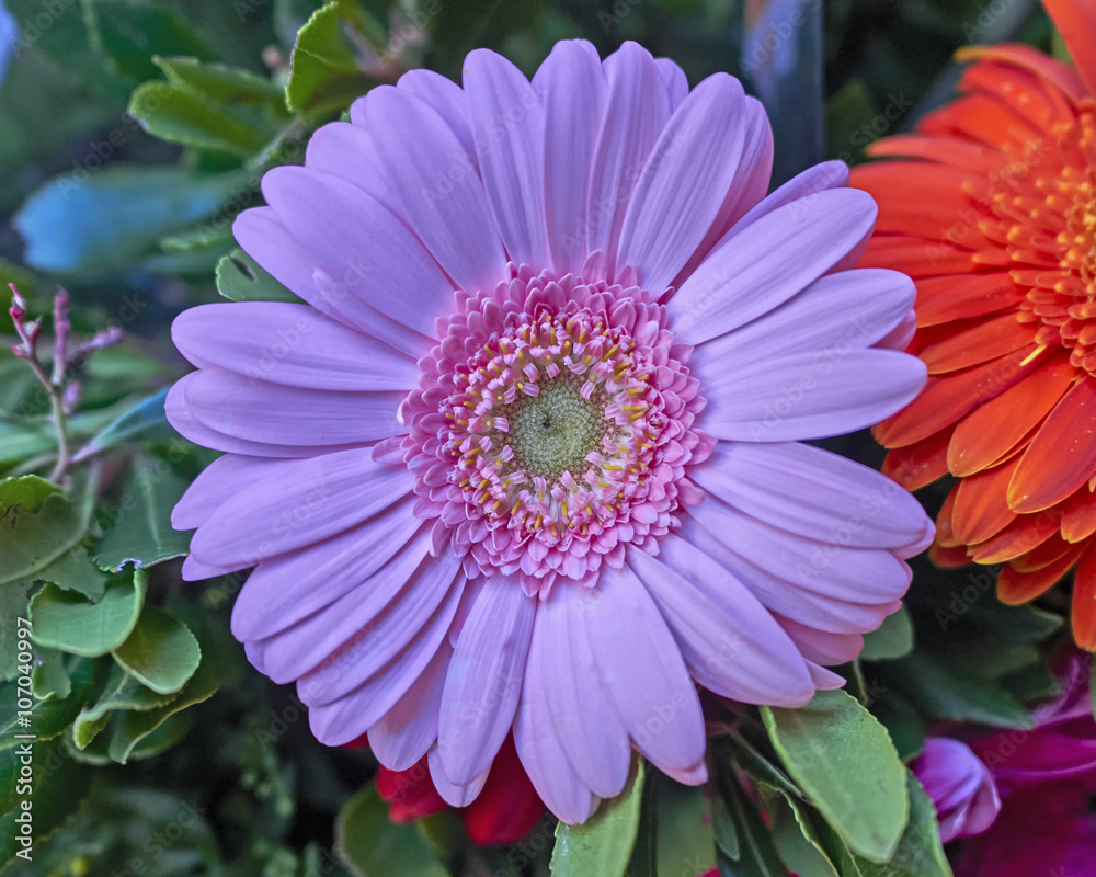 Fototapeta premium pale pink gerbera daisy closeup in the garden