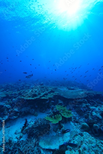 Fototapeta Naklejka Na Ścianę i Meble -  サンゴ