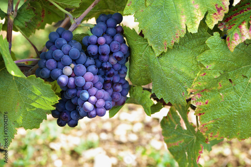 Red pinot noir wine grapes gowing hanging from vine Burgundy vineyard France french wine grape photo photo