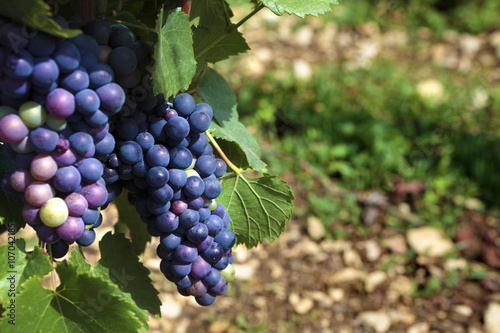 Red pinot noir wine grapes gowing hanging from vine Burgundy vineyard France french wine grape photo photo