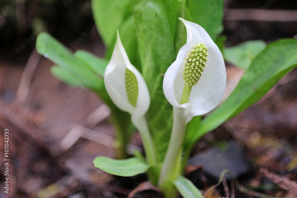 Obraz premium ミズバショウ