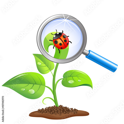 Young green sprout with ladybug and magnifier isolated on white background