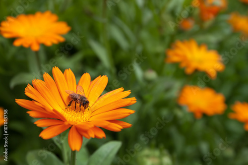 bee and flower