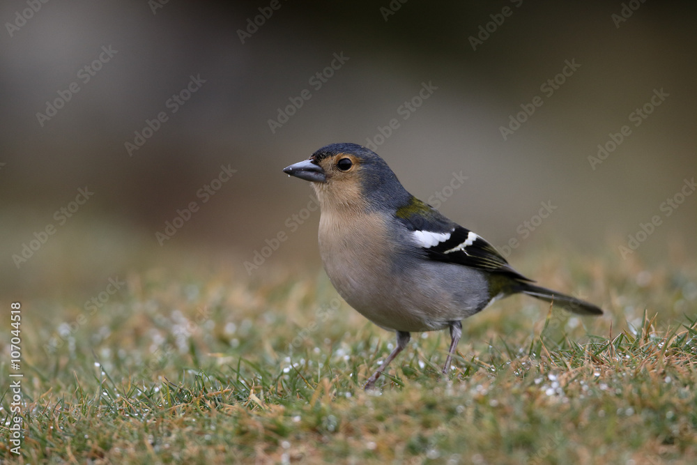 Fototapeta premium Chaffinch, Fringilla coelebs maderensis