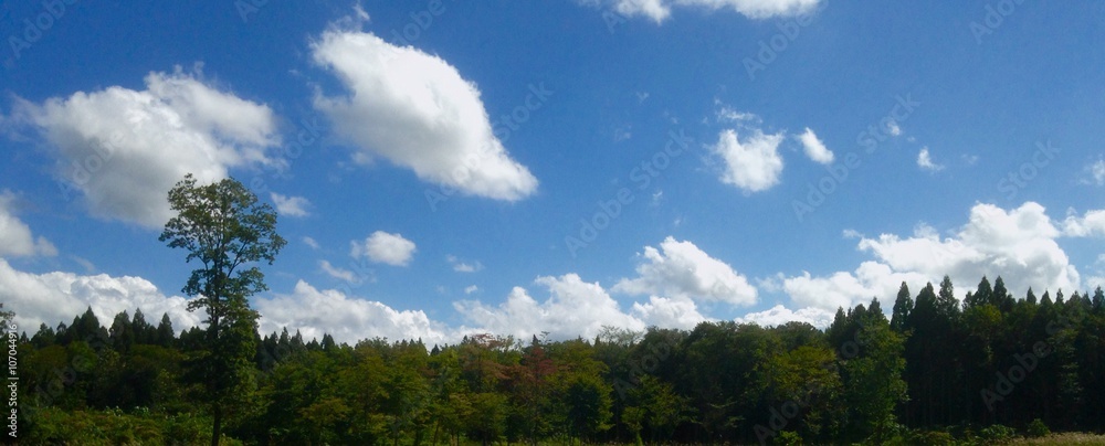 blue sky and green forest