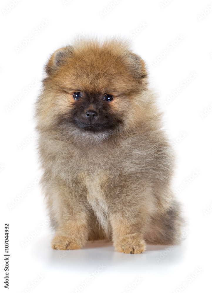 Pomeranian puppy on a white background Pomeranian puppy on a white background